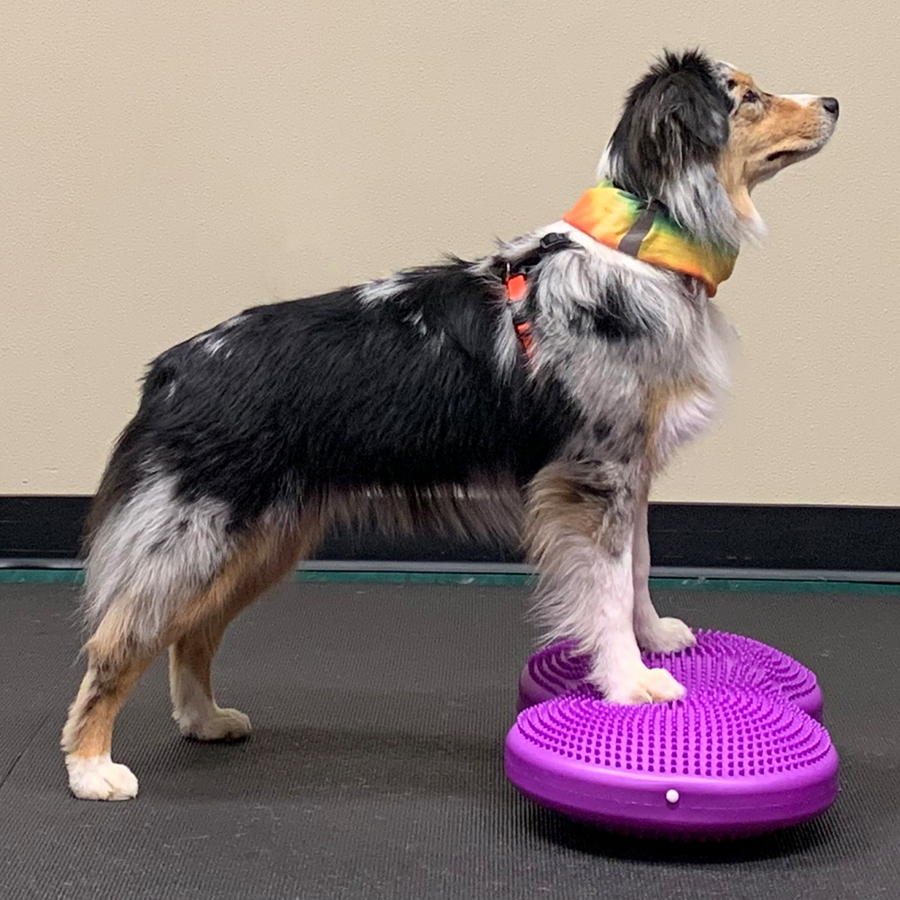 FitPAWS Flexiness TwinDisc Magenta, Dog Balance equipment, dog stability training