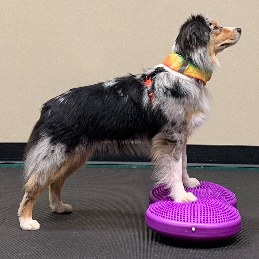 FitPaws Balance Pad