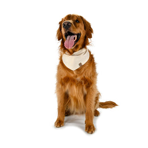 Barque & Bau - Golden Scrolls Pet Bandana - Animal Ortho Care