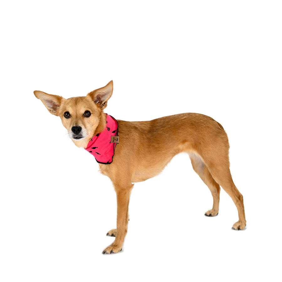 Barque & Bau - Songbird Silhouette Pet Bandana - Animal Ortho Care