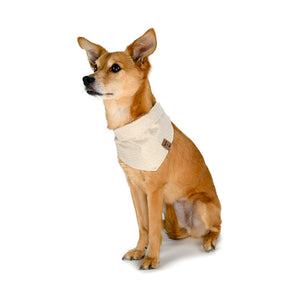 Barque & Bau - Eevee Wearing Golden Scrolls Pet Bandana - Animal Ortho Care