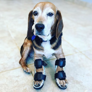 Beagle with wrist arthritis, dog wrist arthritis treatment, dog angular limb deformity support, custom dog wrist brace