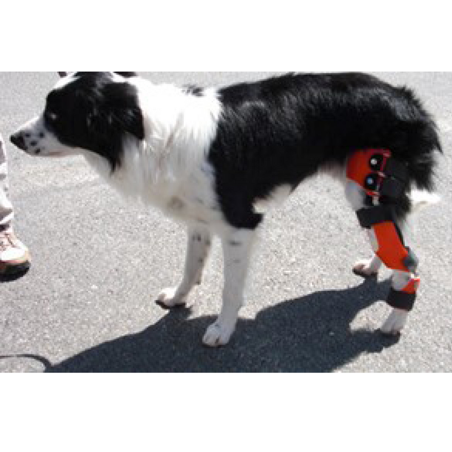 Dog with hind leg injury, dog hind leg injury conservative treatment, custom dog knee hock brace