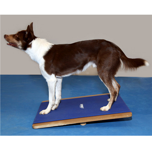 Border Collie balancing on the FitPAWS Giant Rocker Board, dog balance tools, dog balance board