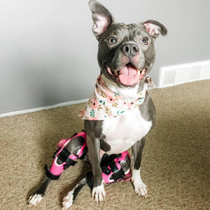 Smiling pitbull with hot pink dog knee braces, Dog with two knee injuries, treatment for two dog CCL tears