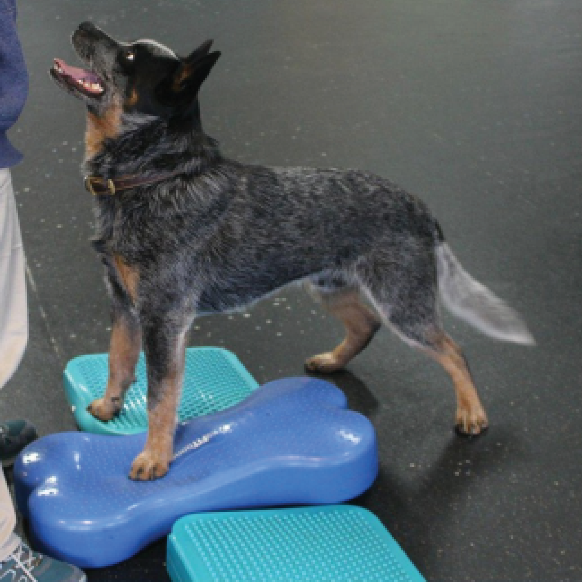 Fitpaws Inflatable Ramp Ramp - FitPaws - Animal Ortho Care
