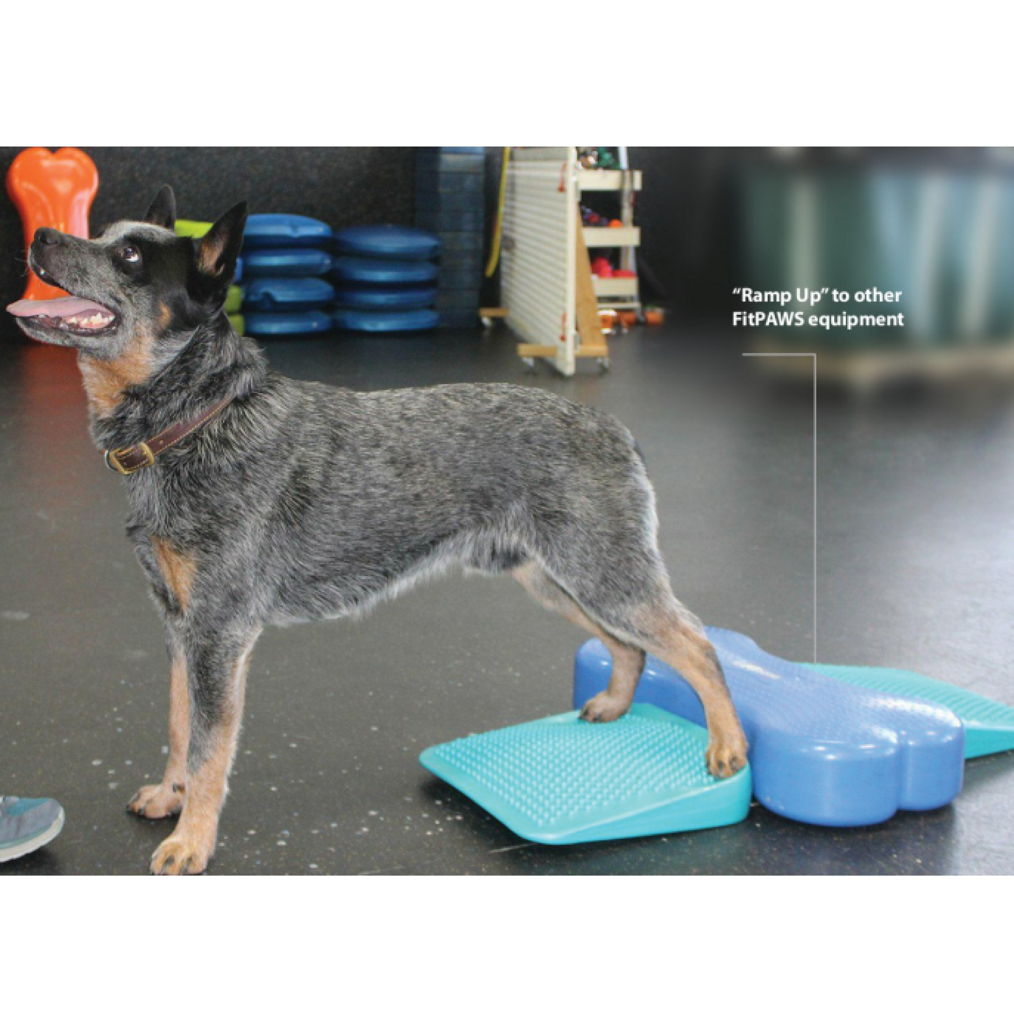Fitpaws Inflatable Ramp Ramp - FitPaws - Animal Ortho Care