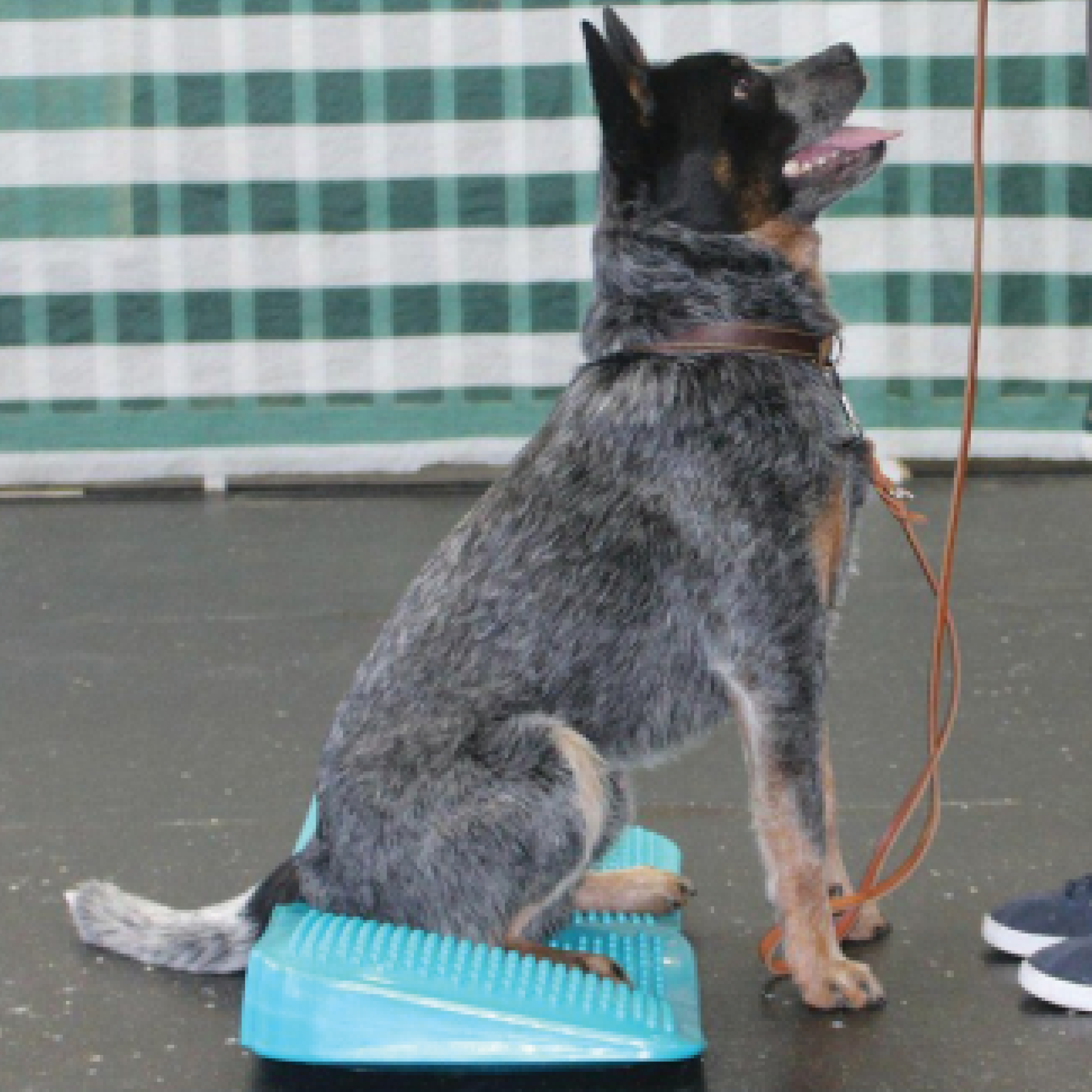 Ramp FitPaws Animal Ortho Care