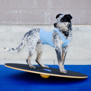 Wobble Board - FitPaws - Animal Ortho Care