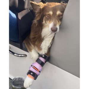 Collie with carpal hyperextension, dog carpal hyperextension correction, custom dog wrist brace