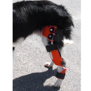 Dog with hind leg injury, dog hind leg injury conservative treatment, custom dog knee hock brace