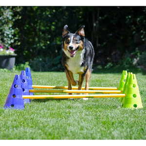 Collie running over cavaletti poles, FitPAWS CanineGym Dog Agility Kit, Dog hurdle tools, dog proprioception training