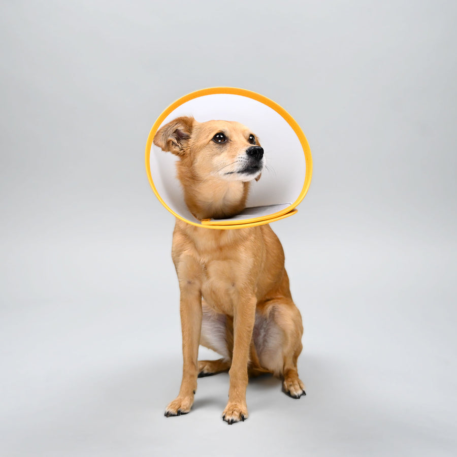 Animal Ortho Care Pet Cone - E-Collar | Dog Cone | Recovery Cone - Animal Ortho Care