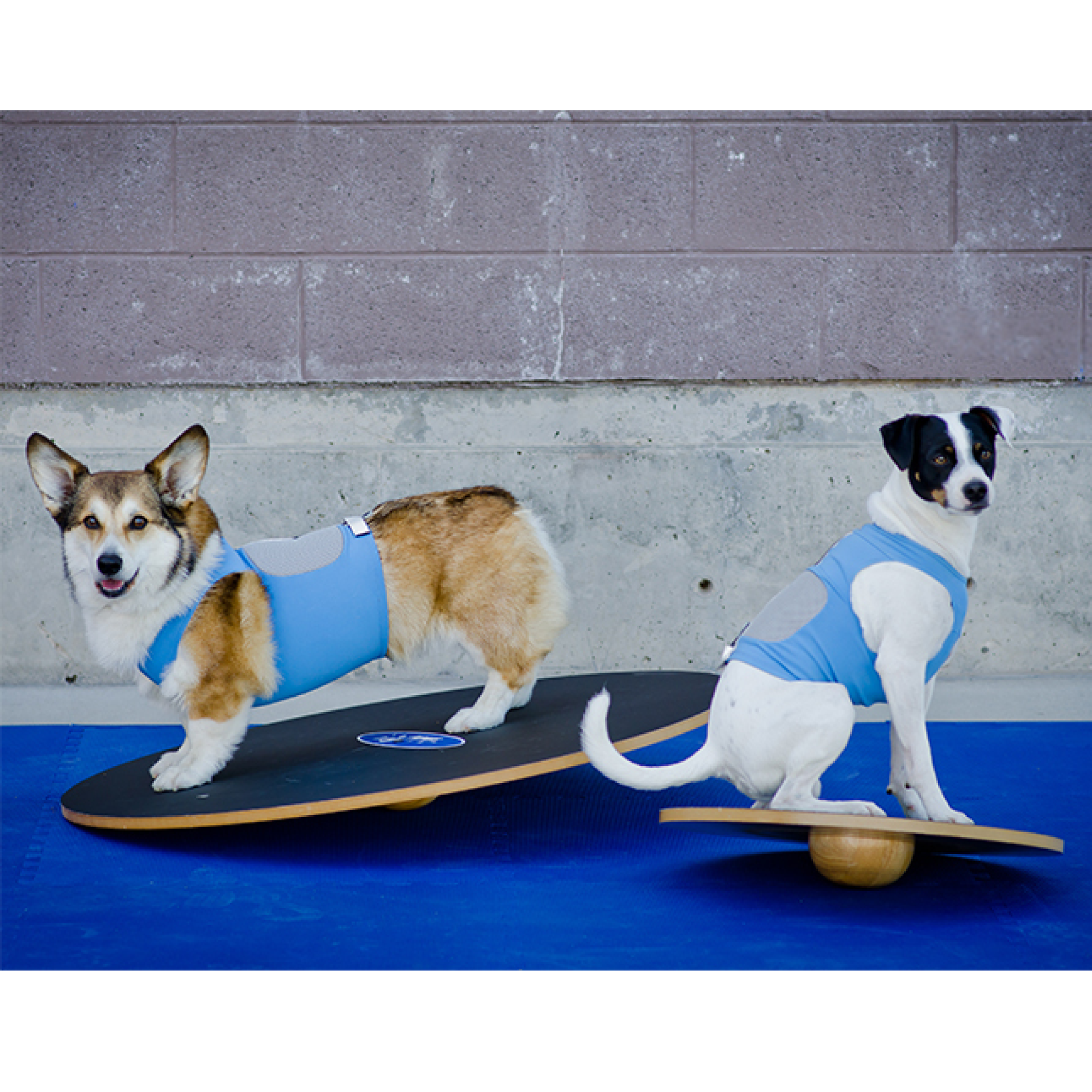Dog wobble board hotsell