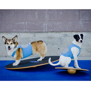 Wobble Board - FitPaws - Animal Ortho Care