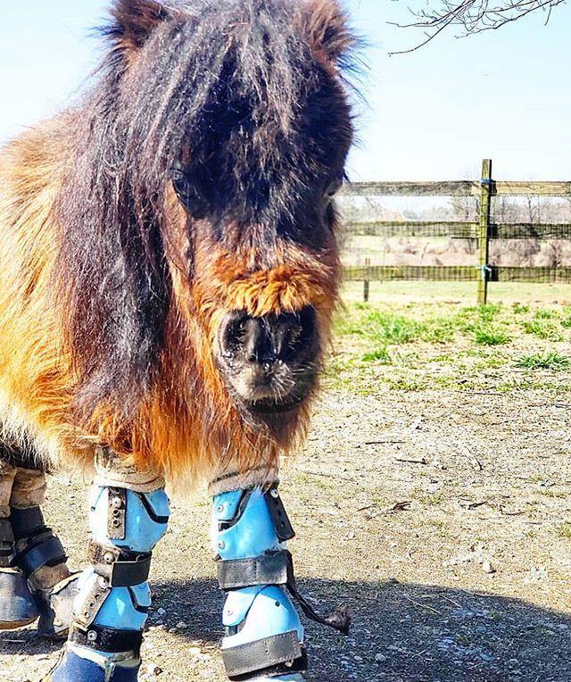 Shoulder Dislocation In Horses