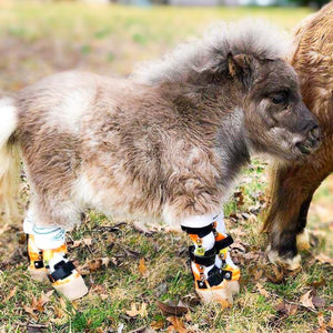 Custom Horse Brace | Custom Pony Brace | Horse Leg Deformity | Animal Ortho Care
