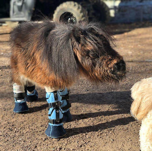 Custom Pony Leg Brace for Angular Deformity | Animal Ortho Care