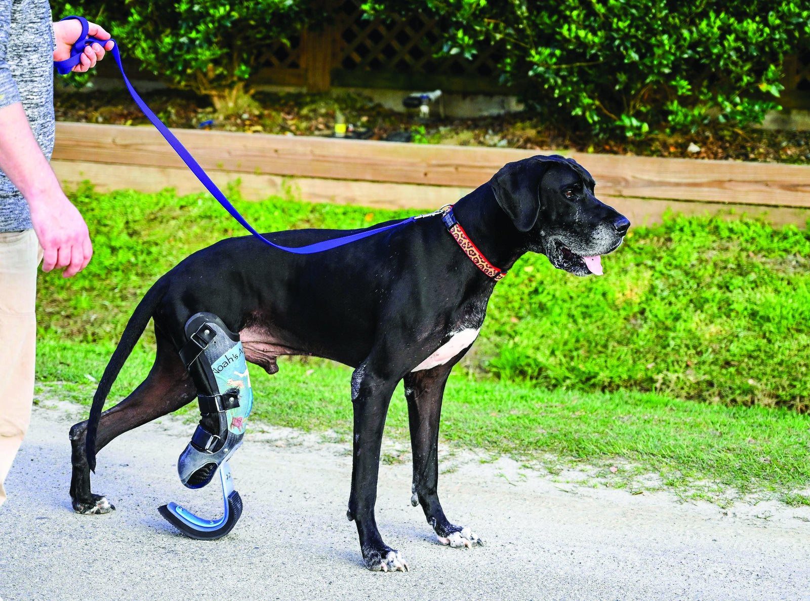 Dog Leg Prosthetic Partial Limb Animal Ortho Care