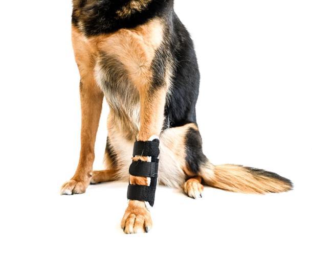 Dog Carpal Brace - Animal Ortho Care