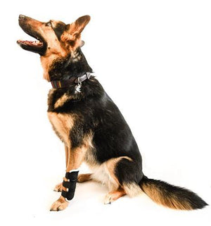 EMbrace Carpal Support - Animal Ortho Care