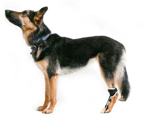 EMbrace Toe-Up Support - Animal Ortho Care