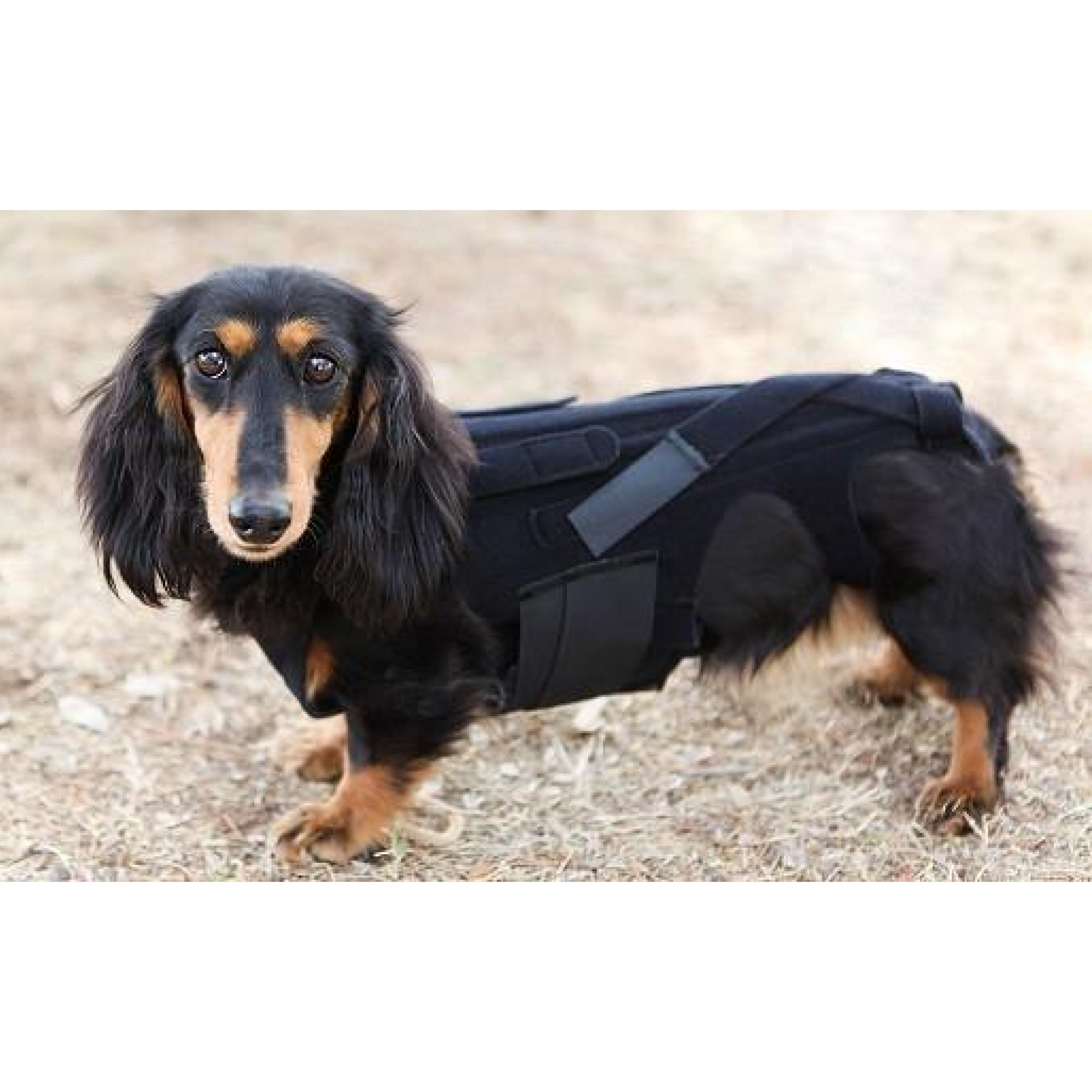 Dachshund back cheap support harness