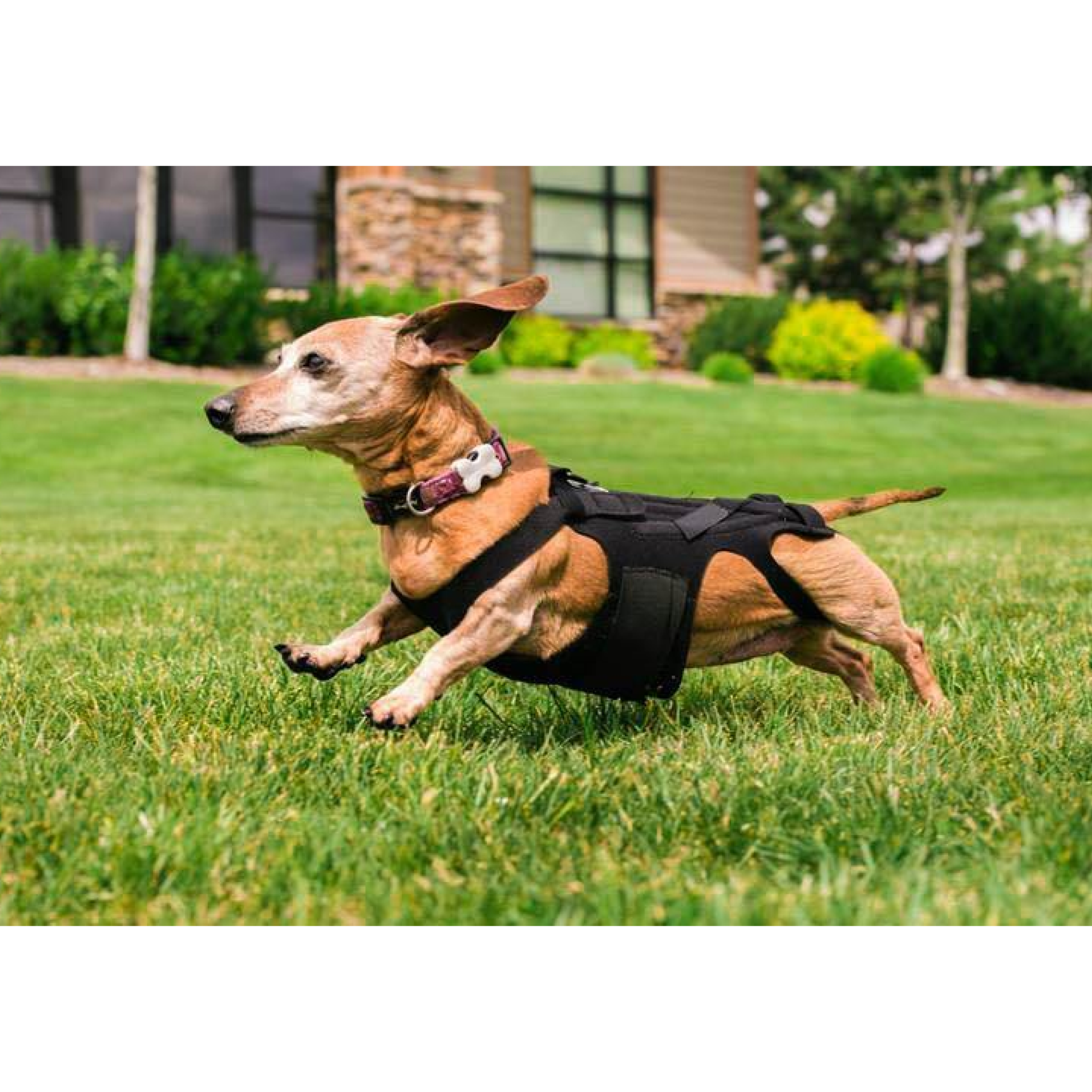 L il Back Bracer Dog Back Brace