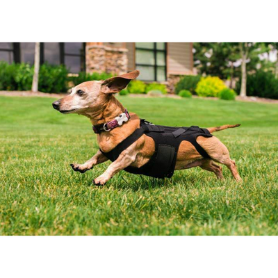 Lil back deals bracer for dogs