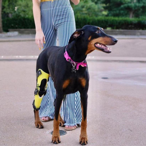 Doberman with a yellow custom dog knee brace, dog ACL tear, CCL surgery alternative