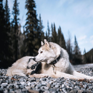 Husky dog laying down with a custom dog knee brace, dog hiking with a knee brace