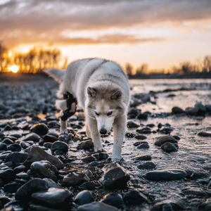 Husky at the lake in waterproof custom dog knee brace, dog knee injury - Animal Ortho Care