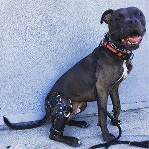 Pitbull with black custom dog knee brace, smiling dog with a knee brace, dog sitting with a knee brace