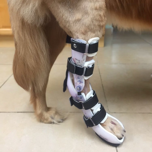 Dog with an achilles tendon rupture, dog hock support, dog ankle injury recovery, custom dog hock brace