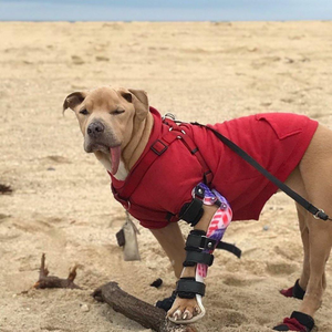 Dog at the beach with front leg injury, Dog with elbow arthritis conservative treatment, dog elbow dysplasia treatment, custom dog elbow carpal brace