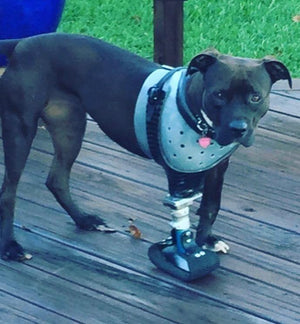 Dog Leg Prosthetic - Full Limb - Animal Ortho Care