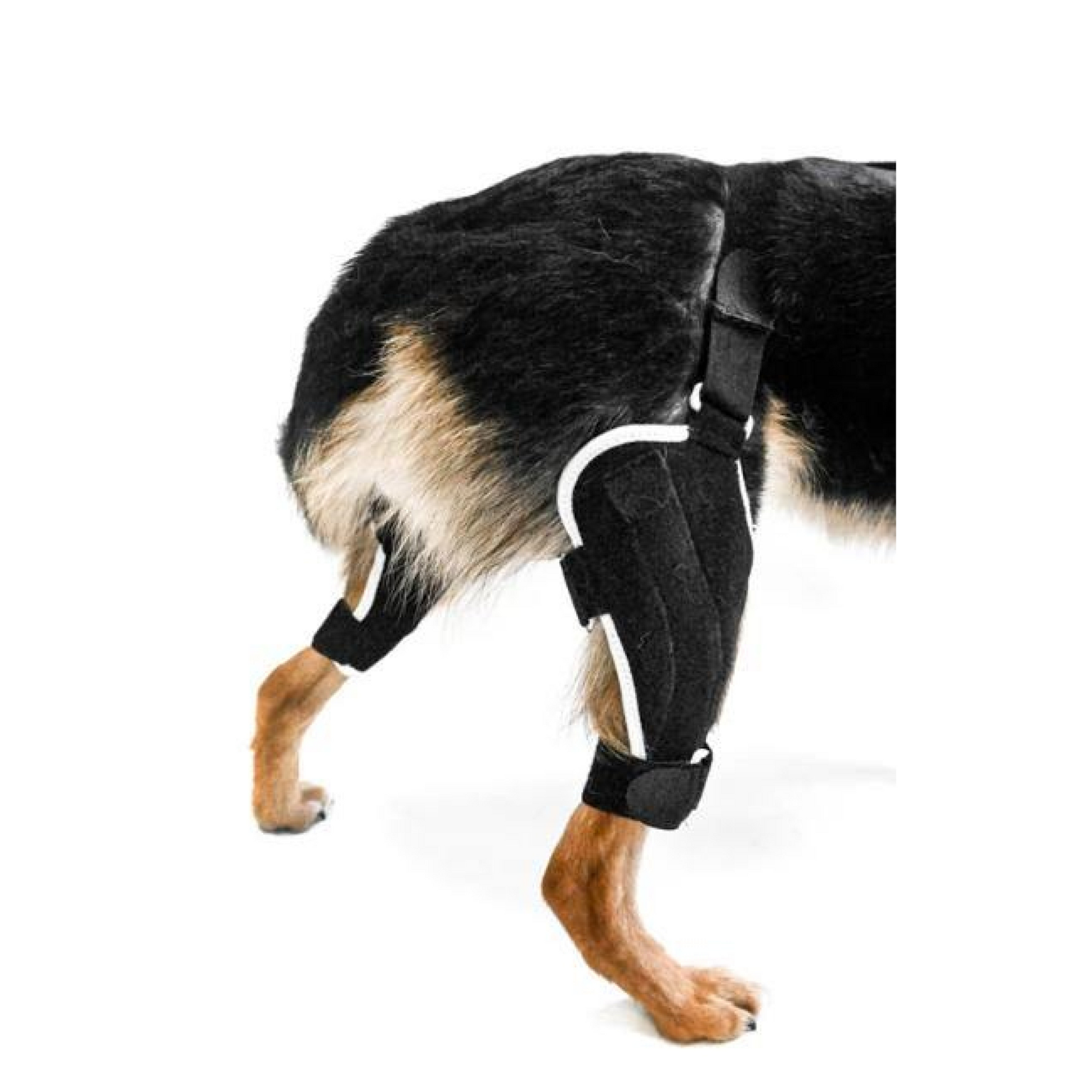EMbrace Orthopedic Supports - Animal Ortho Care