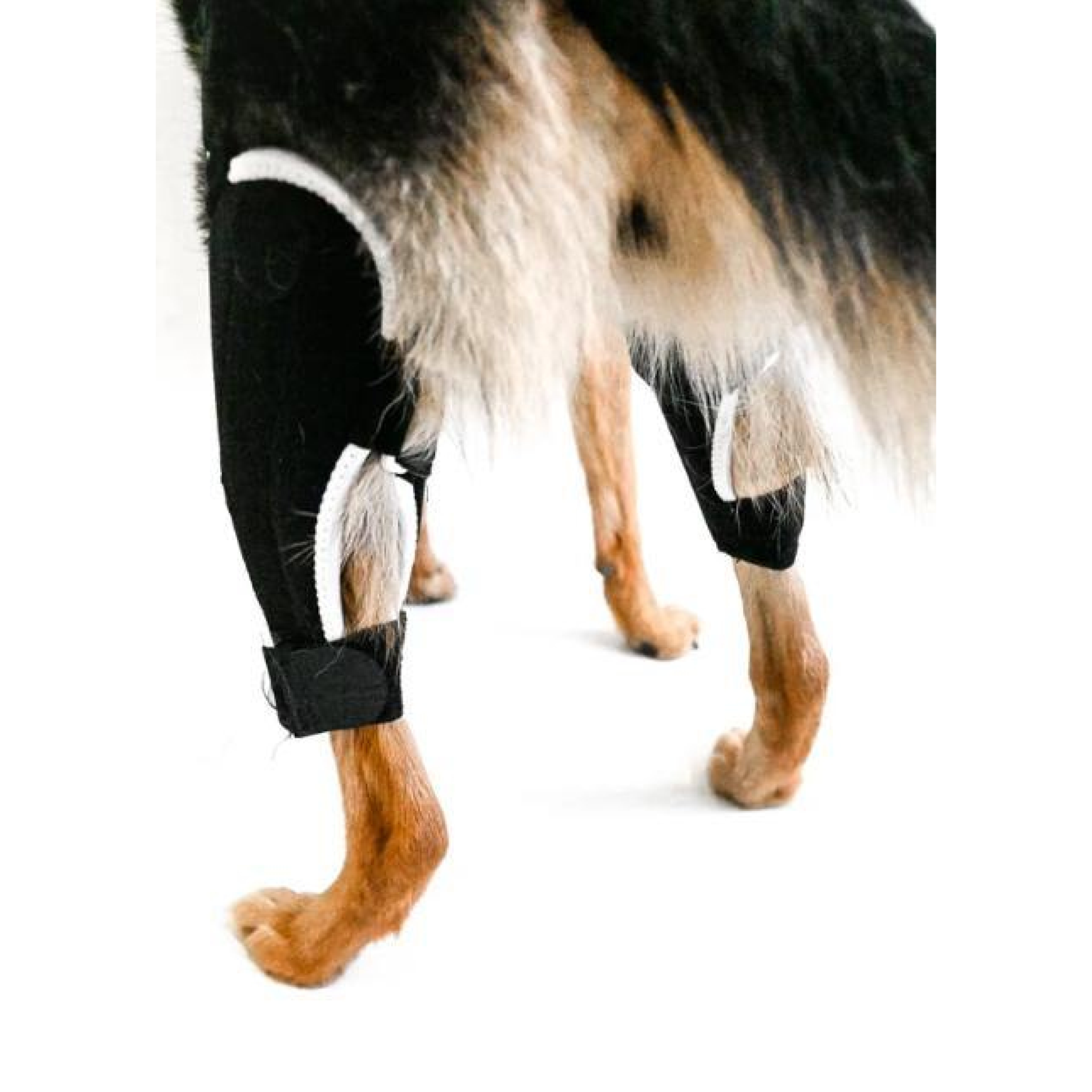Ace bandage for dogs knee outlet