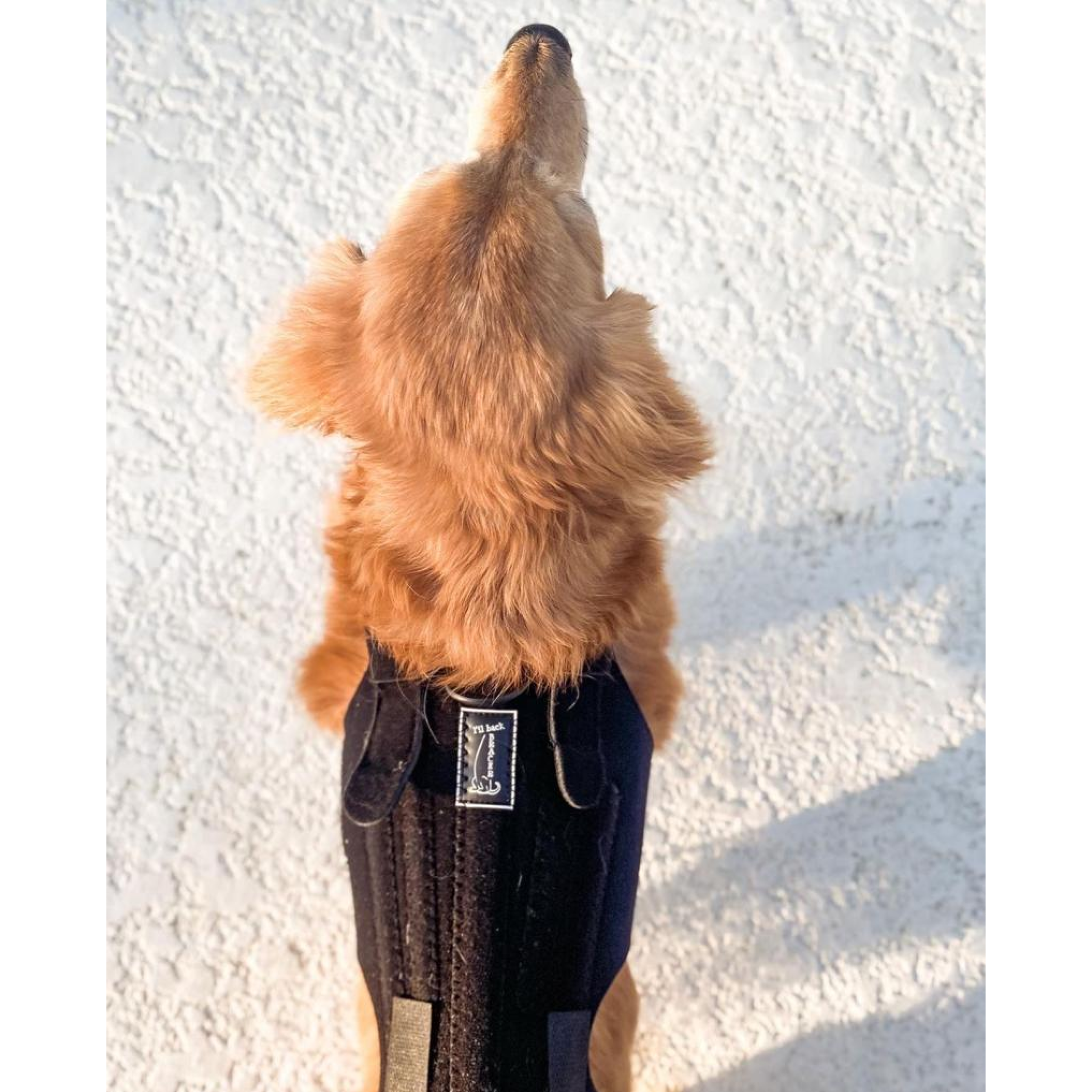 Ivdd dog back clearance brace