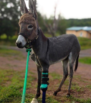 Donkey Mule Custom Leg Prosthetic | Front Leg | Animal Ortho Care
