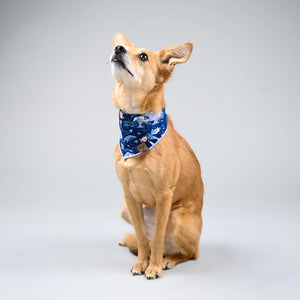 Barque & Bau - Blue Bioluminescence Pet Bandana on Eevee - Animal Ortho Care