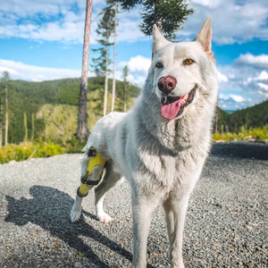 Husky with a Yellow Custom Dog Knee Brace, Dog with CCL Tear, Active dog with knee injury