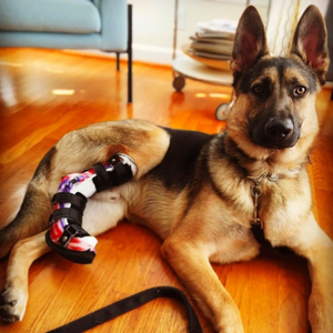 German Shepherd with ruptured achilles tendon injury, dog achilles tendon treatment, conservative treatment for dog achilles tendon tear, custom dog hock brace