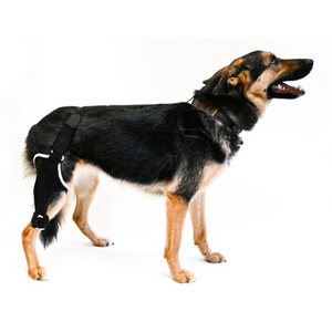 EMbrace Knee Support for Limited Mobility - Animal Ortho Care