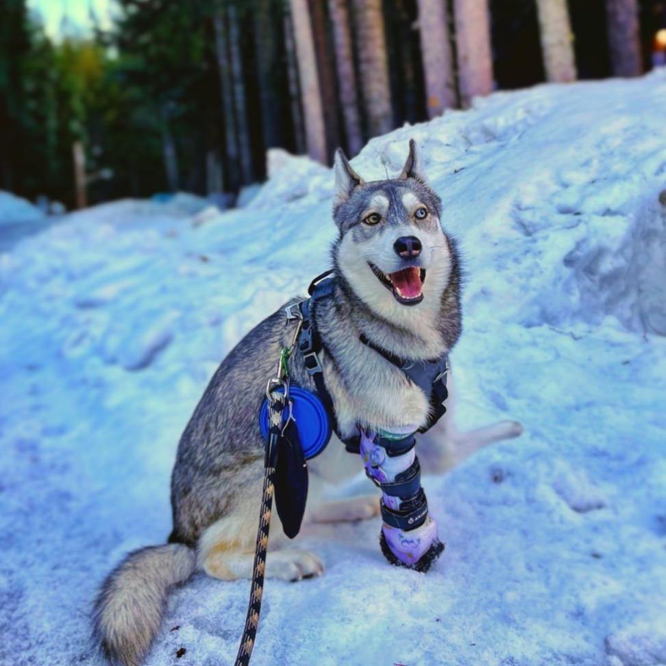 Dog Leg Prosthetic - Partial Limb - Animal Ortho Care