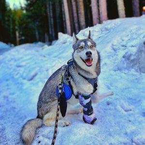 Animal Ortho Care Dog Limb Prosthetic Partial
