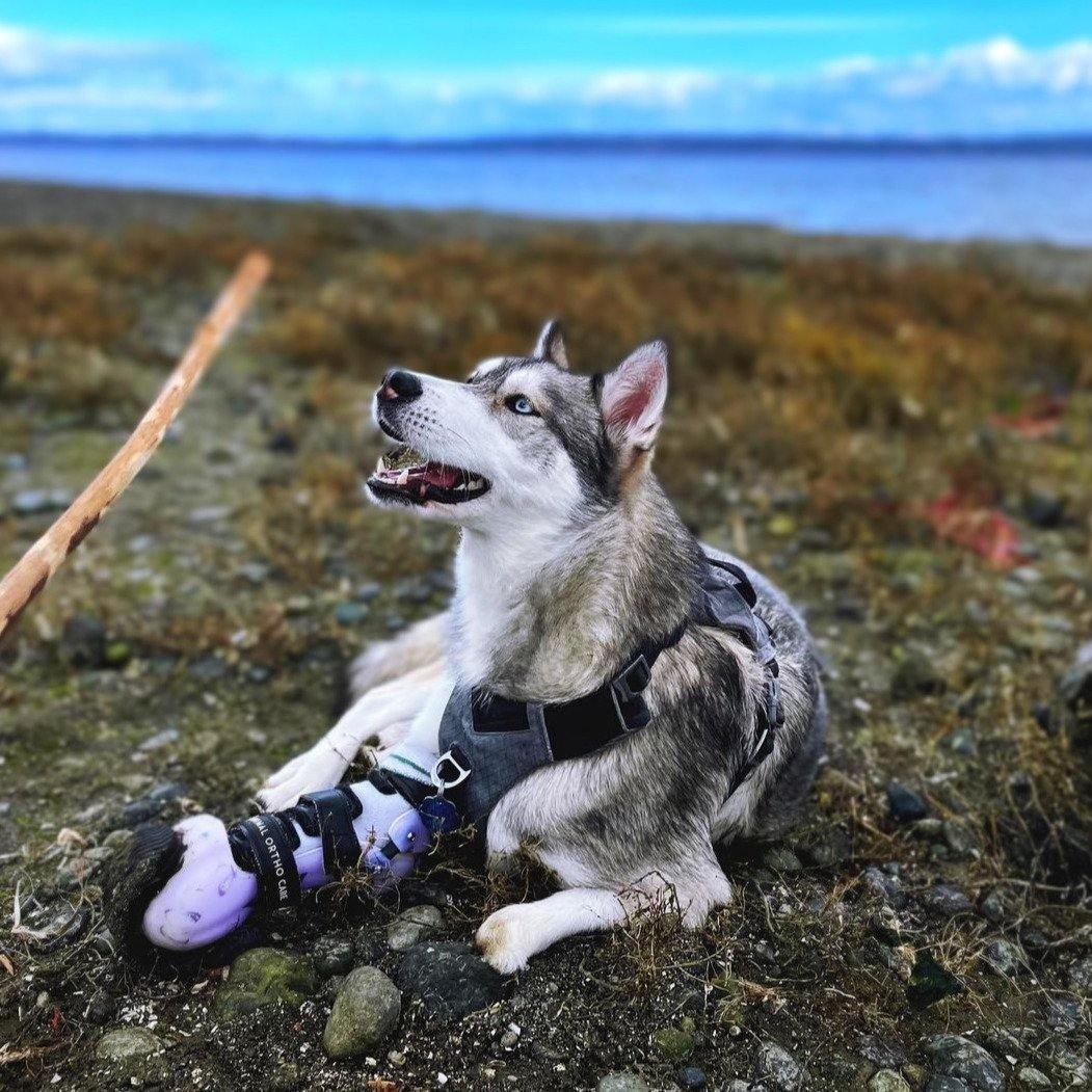 Dog Leg Prosthetic - Partial Limb - Animal Ortho Care
