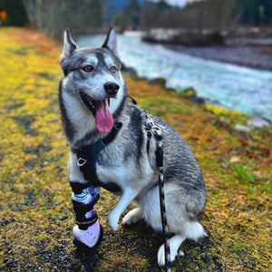  Dog Partial Limb Prosthetic Bionic Dog - Made by Animal Ortho Care
