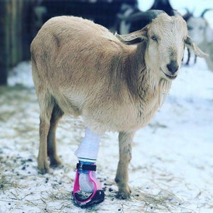 Farm Animal Custom Full Leg Prosthetic - Animal Ortho Care