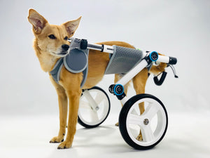 dog standing in wheelchair. Haute Wheels Pet Wheelchair. 